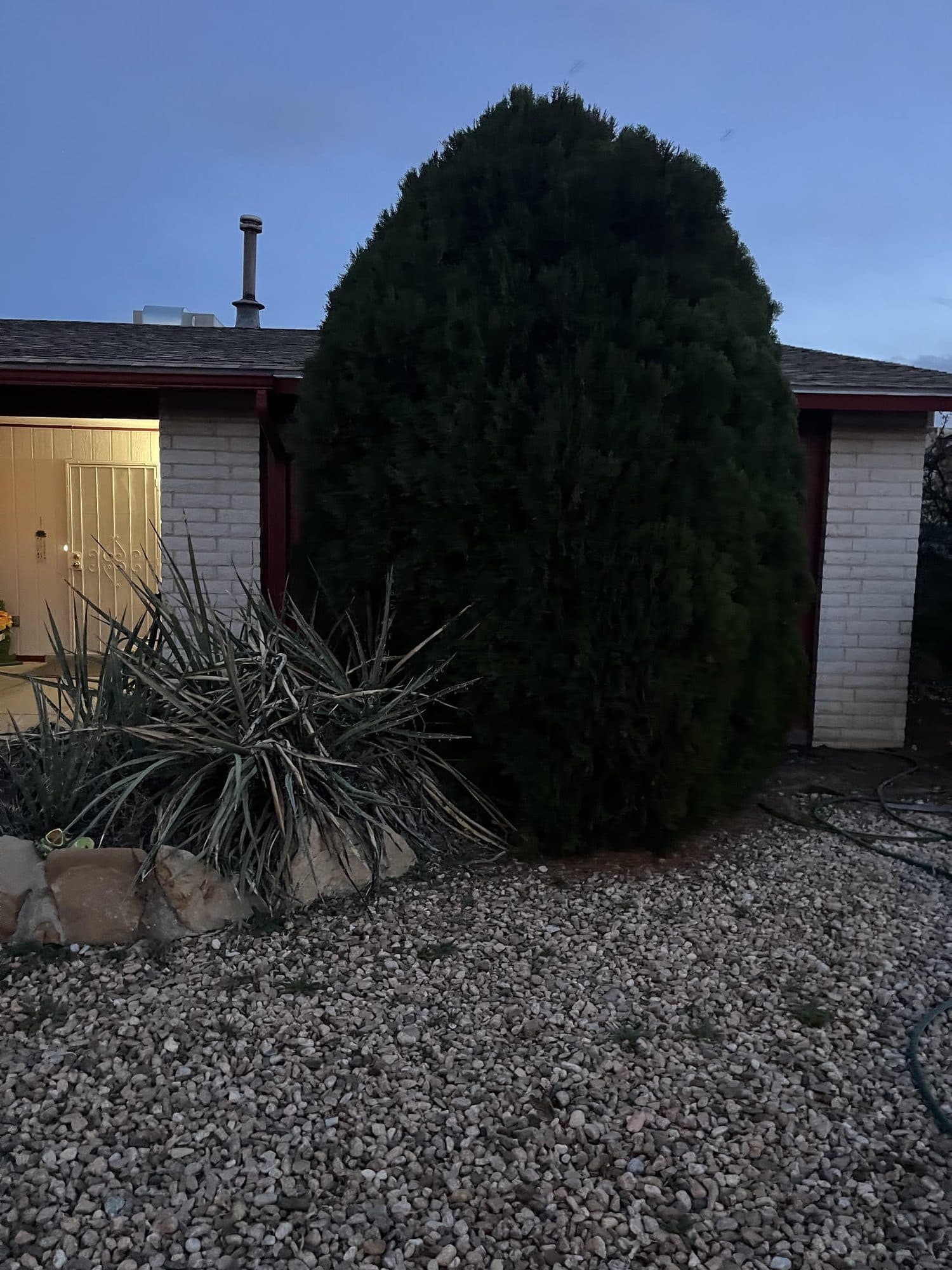Large evergreen tree before removal from a New Mexico front yard